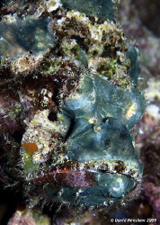 Portrait study of a Blue Stonefish. Taken with D200 and 6... by David Henshaw 